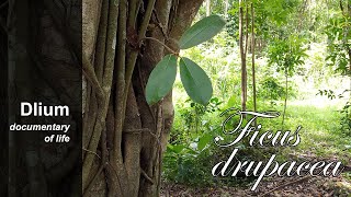 Brown-woolly fig (Ficus drupacea) - part 2
Part 1: https://www.youtube.com/watch?v=TEgSCGR2c6E
Ficus ampelos
https://www.youtube.com/watch?v=9Pod9DxVMSY
Ficus elastica
https://www.youtube.com/watch?v=GGgt1Kete1M
Ficus heteropleura
https://www.youtube.com/watch?v=3Yt33gOL070
Ficus hispida
https://www.youtube.com/watch?v=q_8wBUZRXXA
Ficus microcarpa
https://www.youtube.com/watch?v=ZwV4znzIA8E
Ficus montana
https://www.youtube.com/watch?v=O1AC5npN3o8
Ficus pumila
https://www.youtube.com/watch?v=dL1iKYy2Emw
Ficus punctata
https://www.youtube.com/watch?v=ztBub2HxdhU
Ficus religiosa
https://www.youtube.com/watch?v=d4SswtiyXS8
Ficus rumphii
https://www.youtube.com/watch?v=x5NTMZX0baY
Ficus septica
https://www.youtube.com/watch?v=fTRe4tEGu5g
Ficus variegata
https://www.youtube.com/watch?v=gE04RMLvdcQ
#Dlium Brown-woolly fig (Ficus drupacea) is a species of plant in the Moraceae, a tropical tree, cylindrical and 10-30 meters tall. The leaves are oval, up to 16 cm long, up to 6 cm wide, with petioles up to 2 cm long.
The fruit is round-oval, up to 3 cm long, up to 2 cm wide, young yellow and old red. The fruit is eaten by pigeons, and pollinated by Eupristina belgaumensis.
Kingdom: Plantae
Phylum: Tracheophyta
Subphylum: Angiospermae
Class: Magnoliopsida
Order: Rosales
Family: Moraceae
Tribe: Ficeae
Genus: Ficus
Species: Ficus drupacea
Homotypic Synonyms:
Urostigma drupaceum (Thunb.) Miq.
Heterotypic Synonyms:
Ficus aurantiicarpa Elmer
Ficus chrysochlamys K.Schum. & Lauterb.
Ficus chrysocoma Blume
Ficus citrifolia Willd.
Ficus drupacea var. auranticarpa (Elmer) Corner
Ficus drupacea var. glabrata Corner
Ficus drupacea var. mysorensis (Roth) M.R.Almeida
Ficus drupacea var. pedicellata Corner
Ficus drupacea var. pubescens (Roem. & Schult.) Corner
Ficus drupacea var. subrepanda (Wall. ex King) D.Basu
Ficus ellipsoidea F.Muell. ex Benth.
Ficus gonia Buch.-Ham.
Ficus indica L.
Ficus mysorensis Roth
Ficus mysorensis var. dasycarpa (Miq.) M.F.Barrett
Ficus mysorensis f. parvifolia Miq.
Ficus mysorensis var. pubescens Roem.
Ficus mysorensis var. pubescens (Roth) King
Ficus mysorensis var. subrepanda Wall.
Ficus payapa Blanco
Ficus pilosa Reinw.
Ficus pilosa var. chrysocoma (Blume) King
Ficus pubescens Roth
Ficus rupestris Buch.-Ham.
Ficus subrepanda (Wall. ex King) King
Ficus vidaliana Warb.
Urostigma bicorne Miq.
Urostigma chrysotrix Miq.
Urostigma dasycarpum Miq.
Urostigma mysorense (Roth) Miq.
Urostigma pilosum (Reinw. ex Blume) Miq.
Urostigma subcuspidatum Miq.
Native to:
Assam, Bangladesh, Borneo, Cambodia, China South-Central, China Southeast, East Himalaya, Hainan, India, Jawa, Laos, Lesser Sunda Is., Malaya, Maluku, Myanmar, Nepal, New Guinea, Philippines, Queensland, Solomon Is., Sri Lanka, Sulawesi, Sumatera, Thailand, Vietnam.
Publications:
Barooah, C. & Ahmed, I. (2014). Plant diversity of Assam. A checklist of Angiosperms and Gymnosperms: 1-599. Assam science technology and environment council, India.
Chaudhary, L.B., Sudhakar, J.V., Kumar, A., Bajpai, O., Tiwari, R. & Murthy, G.V.S. (2012). Synopsis of the genus Ficus L. (Moraceae) in India. Taiwania 57: 193-216.
George, A.S. (ed.) (1989). Flora of Australia 3: 1-219. Australian Government Publishing Service, Canberra.
Govaerts, R. (2001). World Checklist of Seed Plants Database in ACCESS Genera starting with letter E-F: 1-50919.
Grierson, A.J.C. & Long, D.G. (1983). Flora of Bhutan 1(1): 1-186. Royal Botanic Gardens, Edinburgh.
Kress, W.J., DeFilipps, R.A., Farr, E. & Kyi, D.Y.Y. (2003). A Checklist of the Trees, Shrubs, Herbs and Climbers of Myanmar. Contributions from the United States National Herbarium 45: 1-590. Smithsonian Institution.
Leti, M., Hul, S., Fouché, J.-G., Cheng, S.K. & David, B. (2013). Flore photographique du Cambodge: 1-589. Éditions Privat, Toulouse.
Lê, T.C. (2003). Danh lục các loài thực vật Việt Nam 2: 1-1203. Hà Nội : Nhà xuất bản Nông nghiệp.
Newman, M., Ketphanh, S., Svengsuksa, B., Thomas, P., Sengdala, K., Lamxay, V. & Armstrong, K. (2007). A checklist of the vascular plants of Lao PDR: 1-394. Royal Botanic Gardens, Edinburgh.
Pusalkar, P.K., Mao, A.A. & Inge, P. (eds.) (2022). Flora of India 24: 1-688. Botanical Survey of India.
Turner, I.M. (1995 publ. 1997). A catalogue of the Vascular Plants of Malaya. Gardens Bulletin Singapore 47(2): 347-655.
Wu, Z. & Raven, P.H. (eds.) (2003). Flora of China 5: 1-505. Science Press (Beijing) & Missouri Botanical Garden Press (St. Louis).
Chinese (simplified): 枕果榕
Chinese (traditional): 密梭倫榕
English: Brown-woolly Fig, Mysore fig
Indonesian: Karet Bulu
Swedish: bärfikus
Thai: ลุงขน
Learn more: https://www.dlium.com/2025/05/brown-woolly-fig-ficus-drupacea.html
Location: Karangmojo, Gunung Kidul Regency, Yogyakarta Province, Indonesia.
Aryo Bandoro
Dlium TheDlium
Web: https://www.dlium.com Brown-woolly fig (Ficus drupacea) - part 2