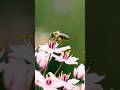 🐝 Bees' Hidden Talent: They Know Who You Are