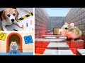 ESCAPE CHALLENGES for HAMSTERS &amp; PETS - Who is the best?