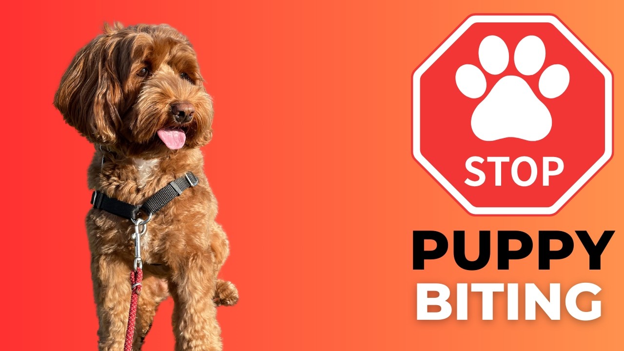 Image showcasing When Do Puppies Stop Biting? (How to Fix) - YouTube