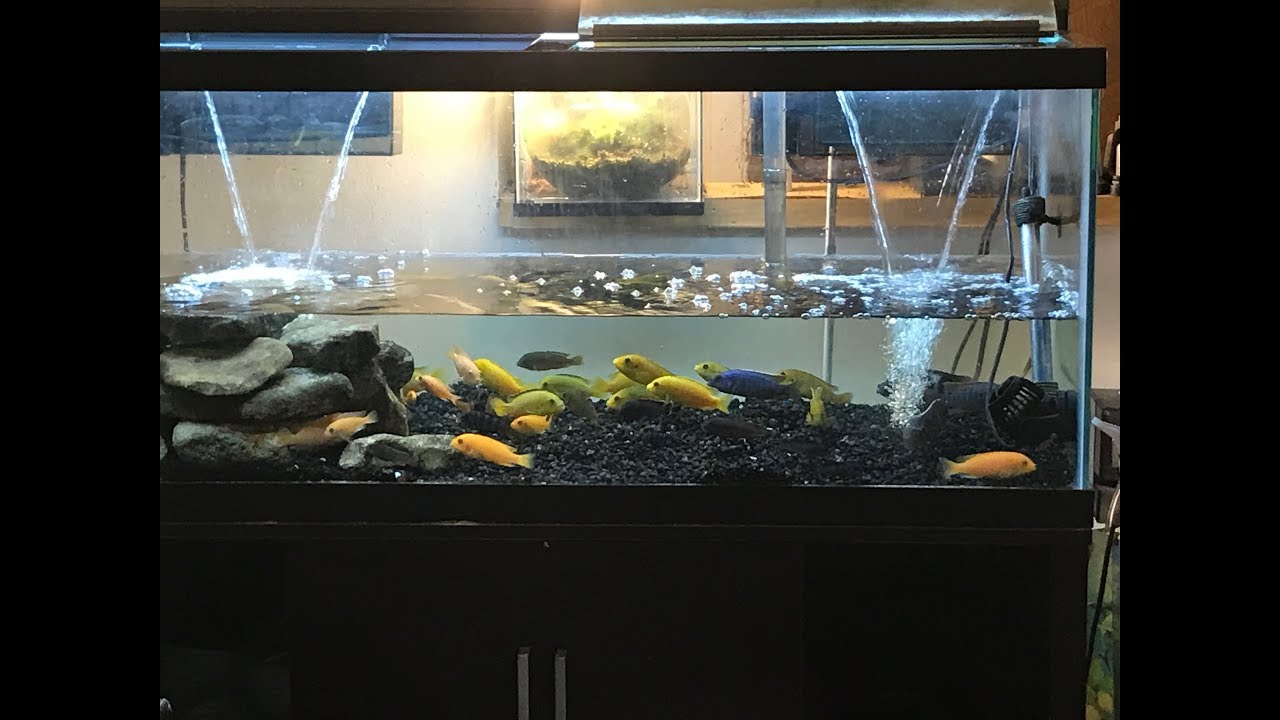 Water Change 75 Gallon African Cichlid Aquarium YouTube
