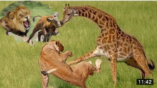 Twiga akipigana na Simba FIGHTING GIRAFFE AND LIONS