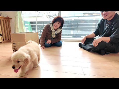 新たな家族を迎える!ぬいぐるみのような可愛い犬の赤ちゃん。【Golden Retriever japan】