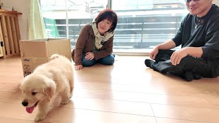 Welcome a new family member! Cute baby dog like a stuffed animal. 【Golden Retriever japan】