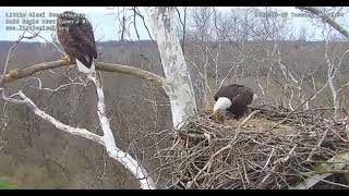 March 29 2022 Dad Delivers a nice bunch of grass to nest Video