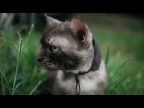 Our siamese x persian pet, Nawi