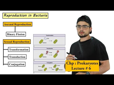 Reproduction in bacteria | Asexual and Sexual reproduction | Prokaryotes |