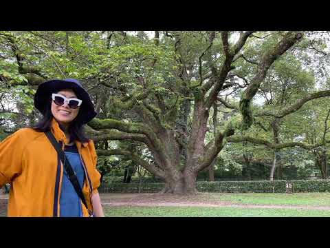 京都御所のクスノキの巨木 (無編集) / The Camphor Tree in Kyoto Imperial Palace (unedited)