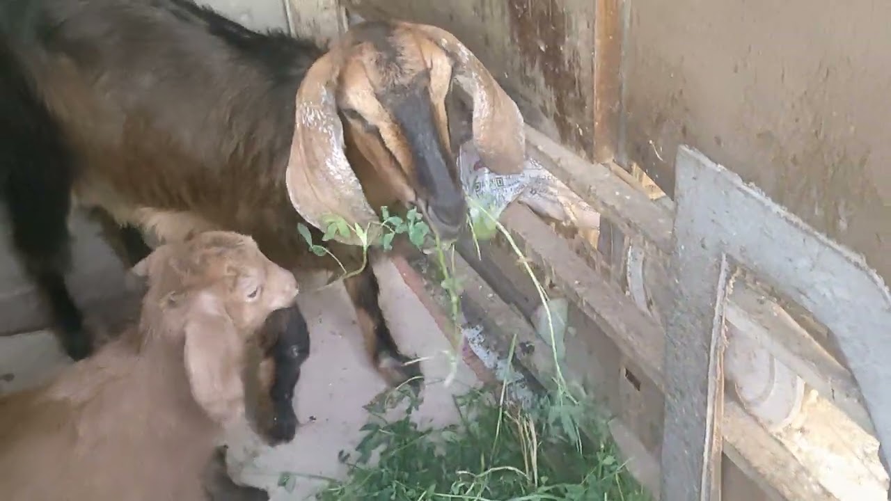 تعالى شوف المعيز الجديده اللي احنا جبناها 🐐🐐