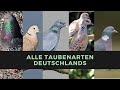 Alle Taubenarten in Deutschland sicher und EINFACH bestimmen