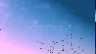 Birds | Stock Footage - Videohive screenshot 1