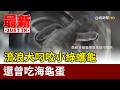 流浪犬叼咬小綠蠵龜 還曾吃海龜蛋【最新快訊】