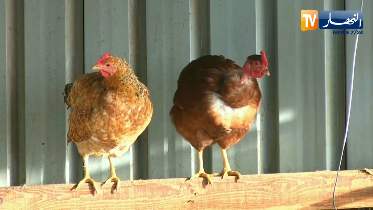 جيجل: تفقيص وتربية الدجاج.. بين الحفاظ على السلالات وتحقيق الإكتفاء الذاتي