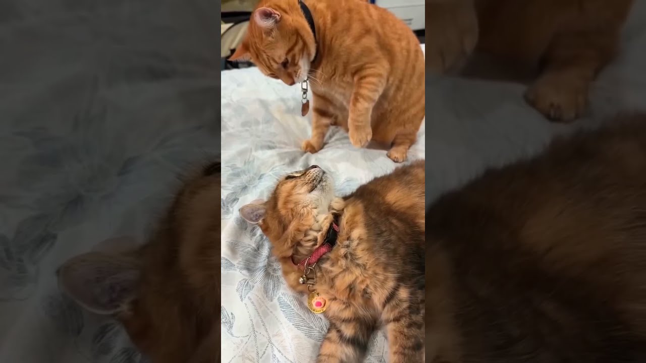 97 Cat Funny Pets Funnycats Cute Funnyanimals Animals Cutecat Memes