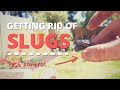 Two Easy Ways to Remove Slugs & Snails | Pest control