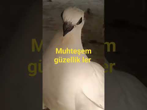 süs hayvanları güvercin