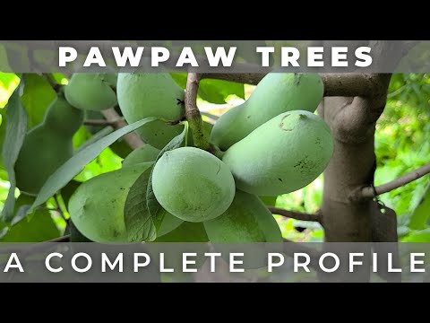 וִידֵאוֹ: עצי פרי Pawpaw - למד על זנים שונים של Pawpaw Tree