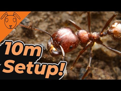 10m Setup for my Messor colony! *Tutorial*