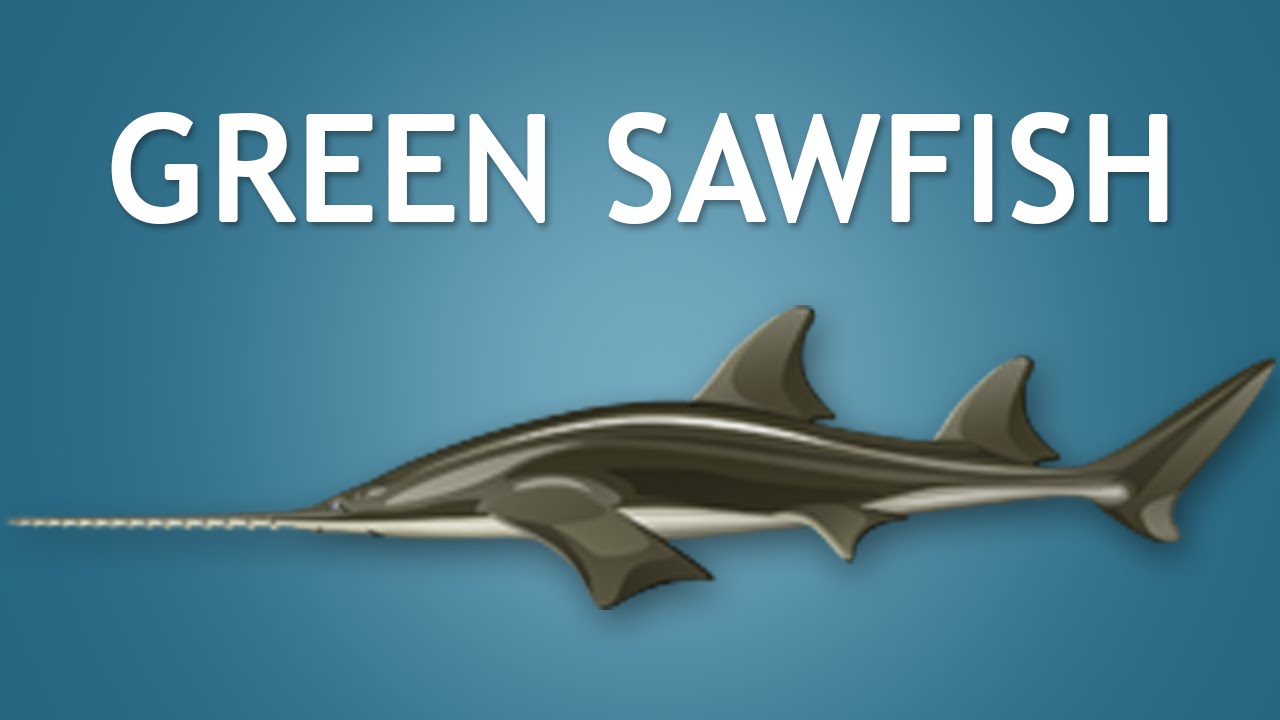 Elltharis -  GREEN SAWFISH (5★)