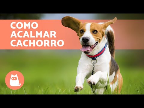 Vídeo: 4 de julho: Dicas para acalmar um cão nervoso