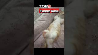 Top 3 Funniest Cats Ever Try Not To Laugh