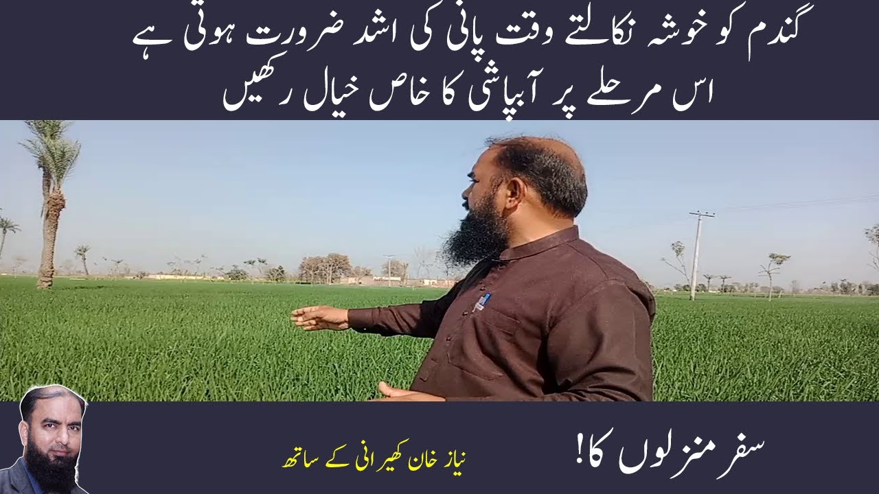 Important Irrigation of wheat Wheat fertilizer and irrigation gandam ka dusra pani Nia Khan Kherani