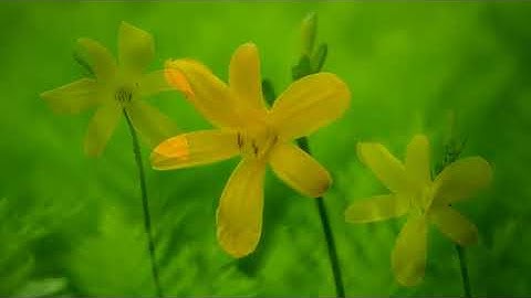 سورة يوسف بصوت القارئ عبد العزيز عيون السود