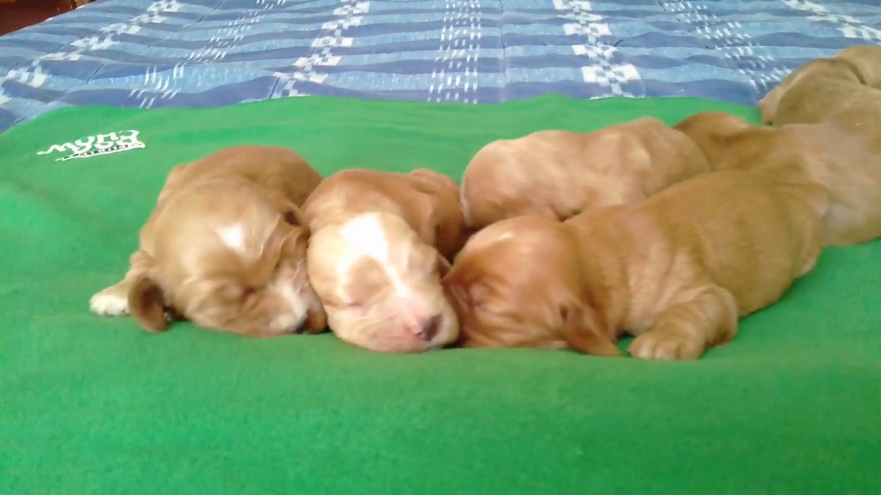 Cachorros Cocker 1 Semana Youtube