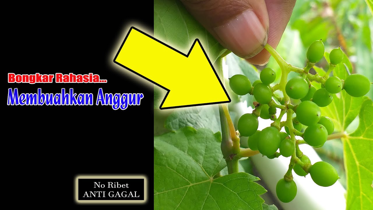 CARA MEMBUAHKAN ANGGUR DENGAN STRESS AIR