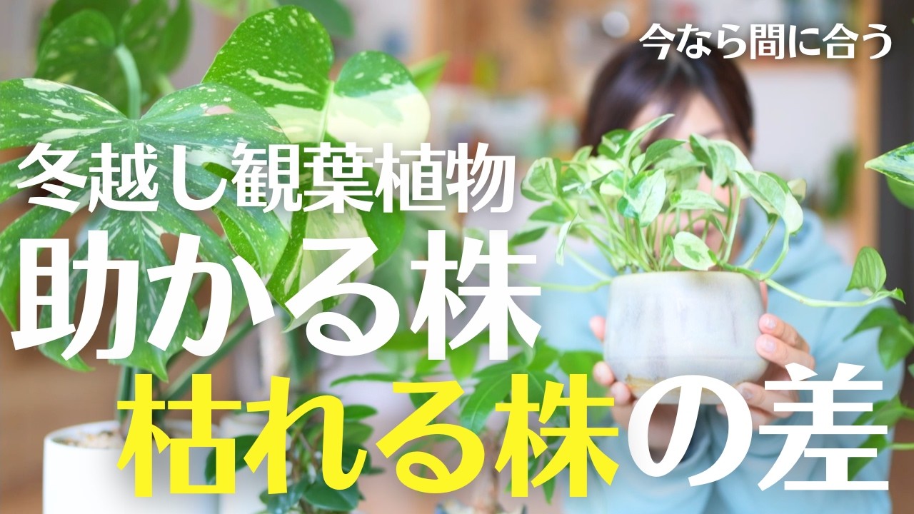 【限界の“ちょい手前”】何かするから調子が狂う？観葉植物と冬うまく向き合う方法