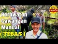 PEMELIHARAAN GAWANGAN SAWIT