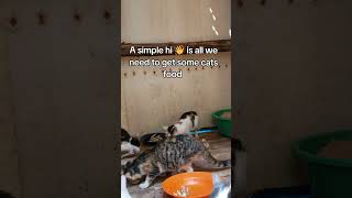 Every bit of your support counts Click on the links in our bio to donate for any support #help#cat Every bit of your support counts Click on the links in our bio to donate for any support #help#cat