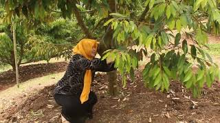 Kebun Durian H Abun Cimaragas Kab Ciamis