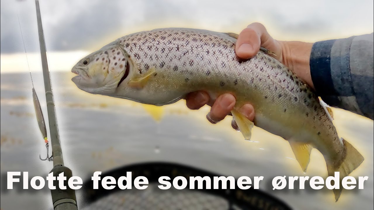 Søndags tur 🤩 Ærø 👍 Havørred fiskeri 🎣