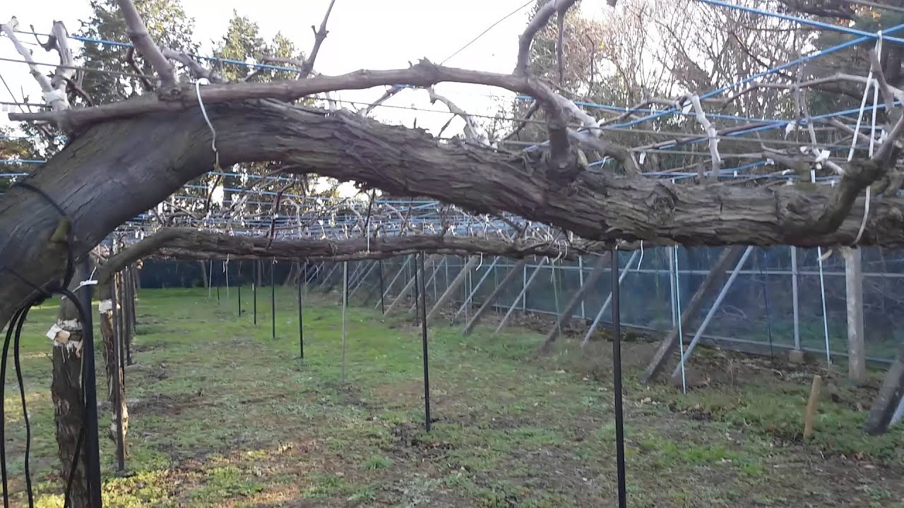 วีธีแต่งกิ่งองุ่นให้ได้ผลผลิตดี (คลิป1 ) #ญี่ปุ่น