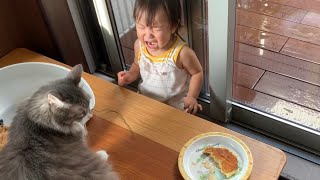 パンケーキを食す娘をうっかり泣かせてしまい気まずくなる猫　ノルウェージャン　A cat that makes a one-year-old child cry and becomes awkward
