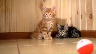 Котенок курильского бобтейла Серафим 2 мес. Котенок курильского бобтейла Серафим 2 мес.