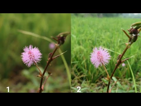 Video: Kamera Saku Terbaik 2021 (31 Foto): Peringkat SLR Dan Kamera Lain Dengan Kualitas Gambar Bagus, Memilih Kamera Kecil