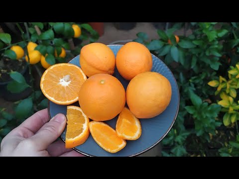 Апельсин Вашингтон-Навел (Washington Navel Orange)