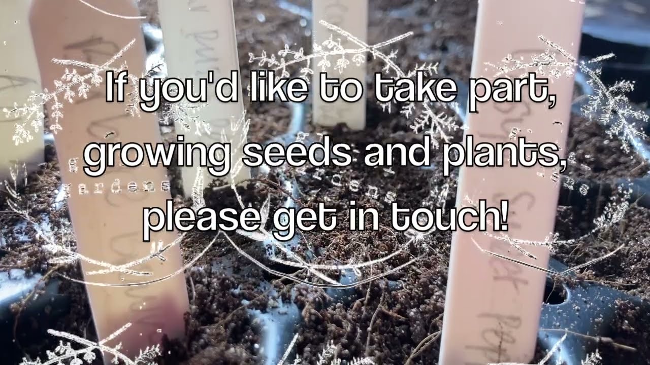 Extra Large Brown Chilli: GGGrowalong 1: Chris Fowler, Welsh Chilli Dragon