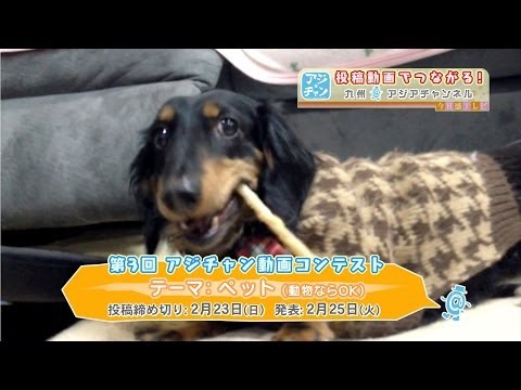 2月21日OAの「アジチャン動画コンテスト募集」