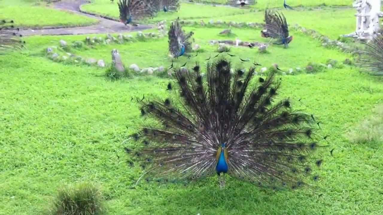 White Peacock YouTube