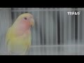 Jual Burung Lovebird Solo