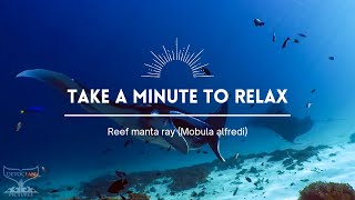 Take a Minute XXIV : Reef Manta Ray (Mobula alfredi)