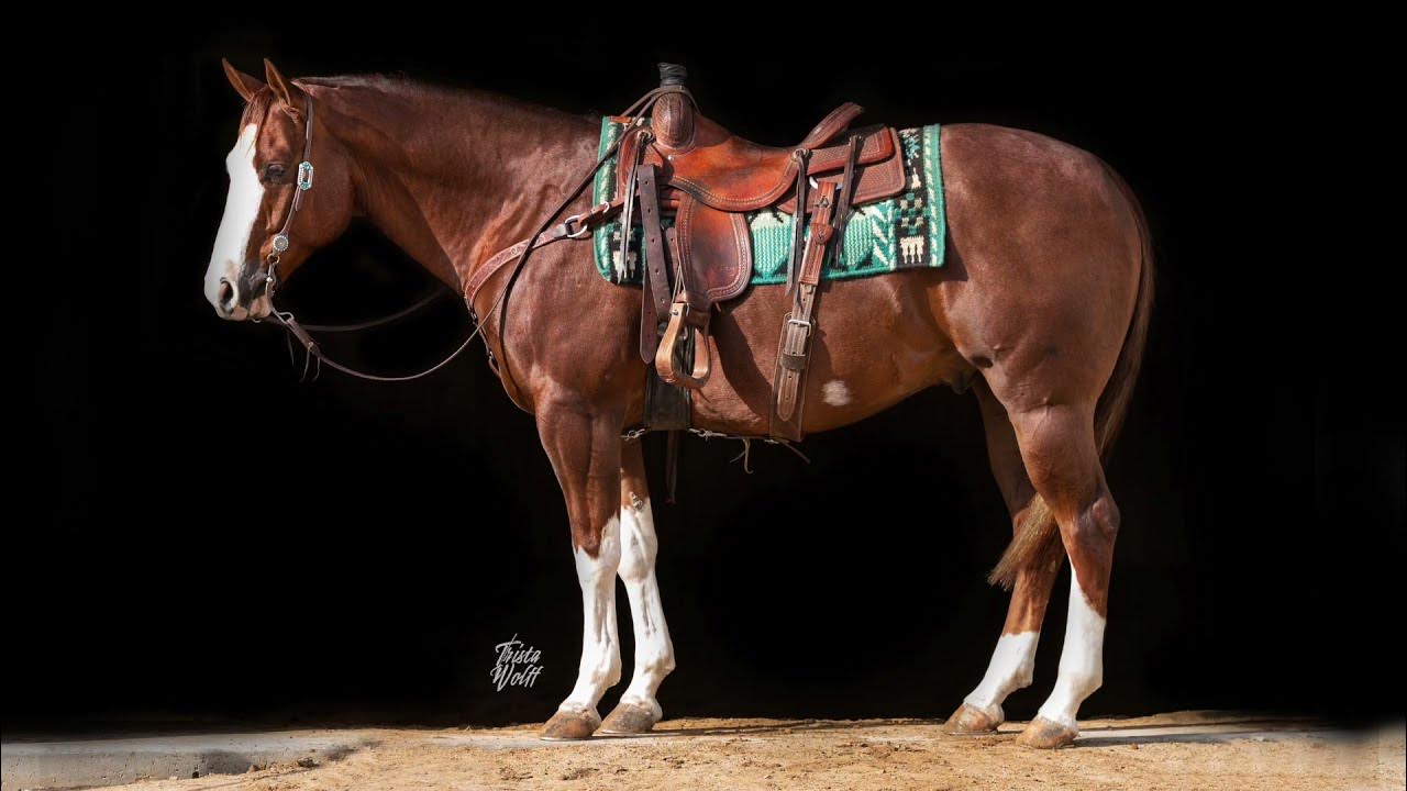 Blade 2016 AQHA Gelding Sells January 28th in the Black Hills Stock