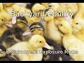 Backyard Poultry & Salmonella Exposure Risks