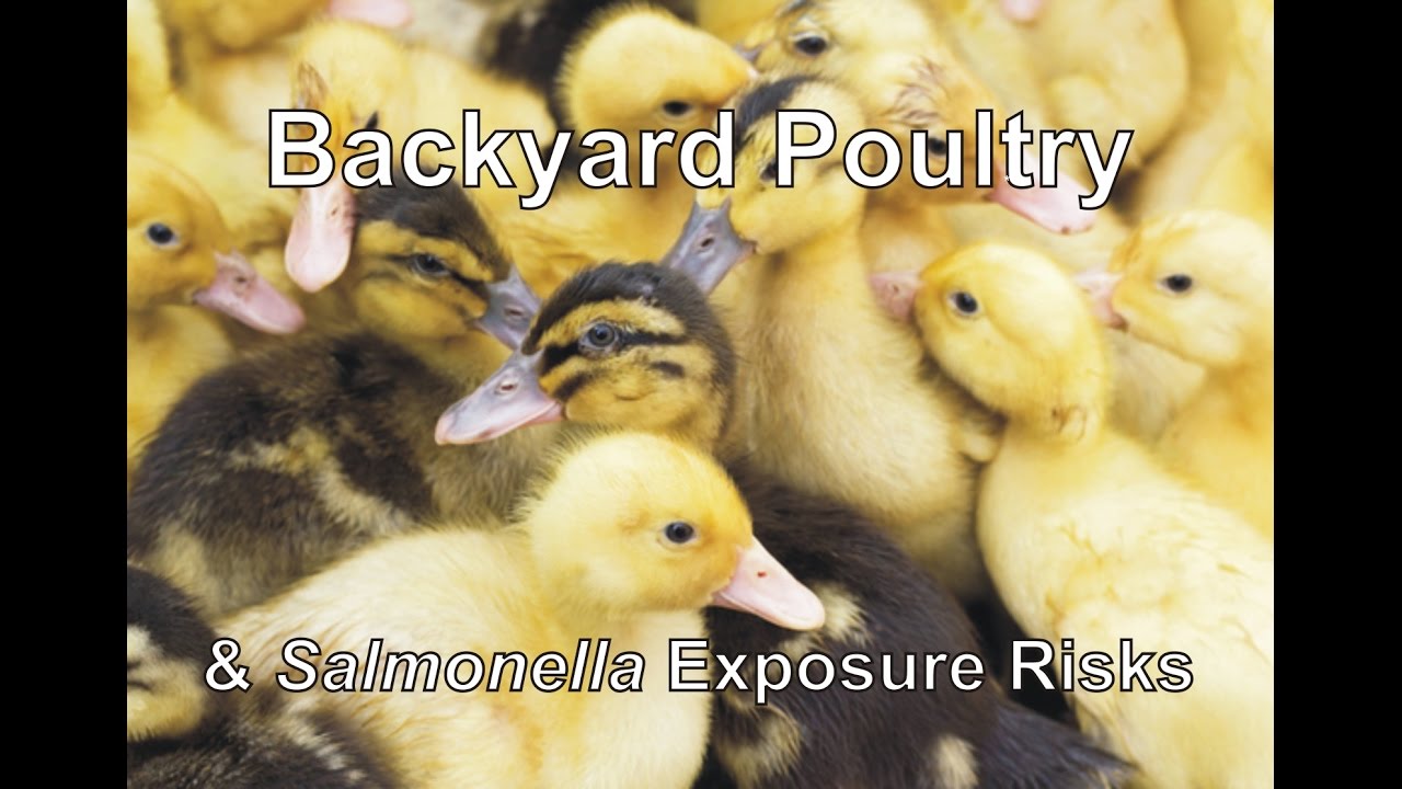 Backyard chickens linked to multi-state outbreaks of salmonella infections