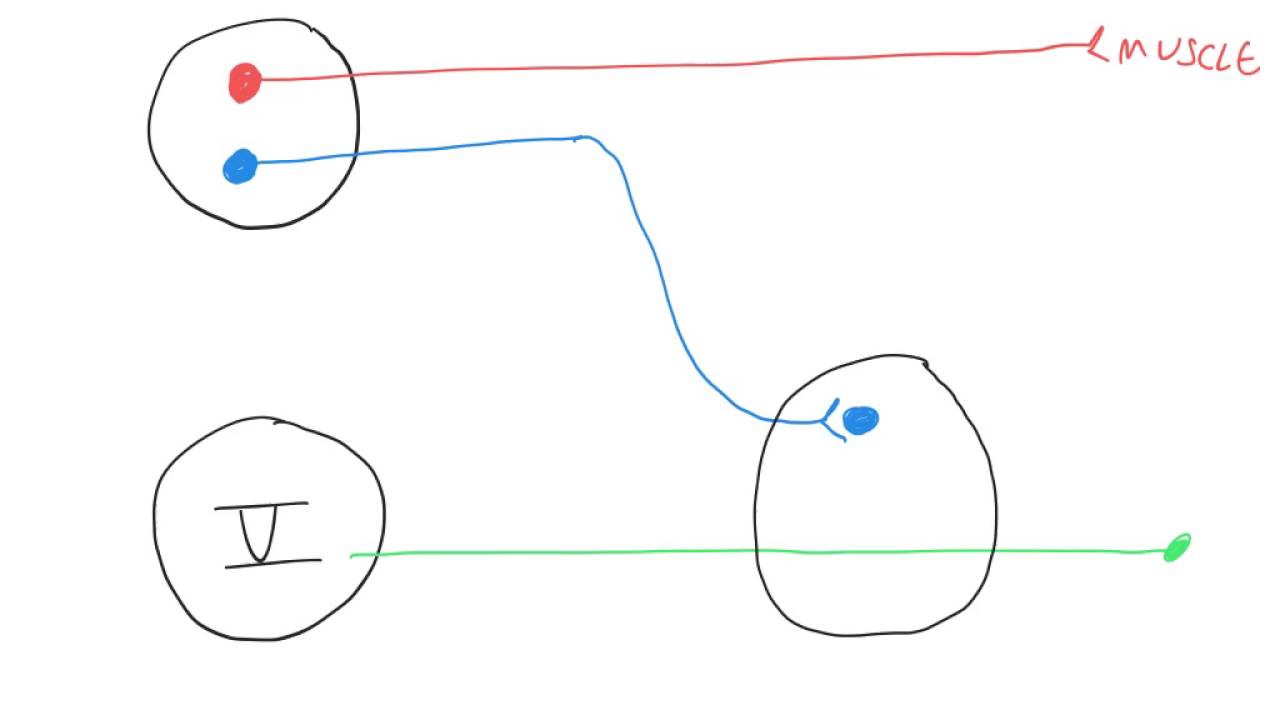 Cranial nerve hitchhiking YouTube