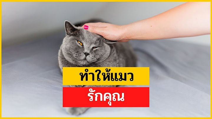 ทำยังไงให้แมวรัก แมวรักเราไหม? 5 วิธีที่ได้รับการสนับสนุนจากวิทยาศาสตร์ !
