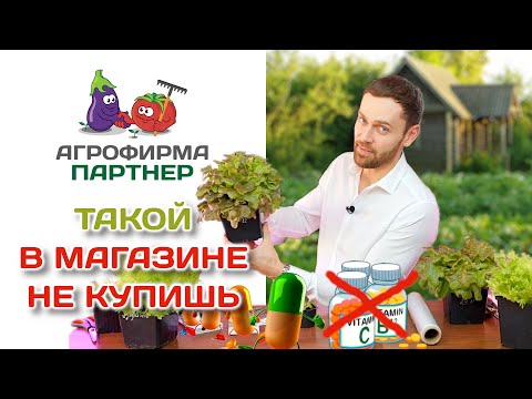 Такой в магазине не купишь! Как вырастить шикарный салат дома зимнийогород витамины